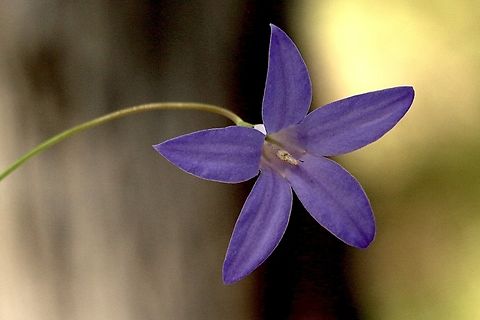 Wahlenbergia stricta Australia,Eamw flora,Geotagged,Spring,Wahlenbergia stricta