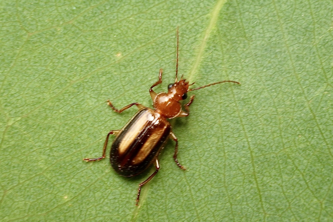Demetria grandis Not the best image ,but better than nothing. Found under eucalyptus tree bark.<br />
Note: Wikipedia spells it as genus Demetria but on the species I&rsquo;d panel it shows Demetrda in the description. Australia,D. grandis,Demetria grandis,Eamw beetles,Geotagged,Spring