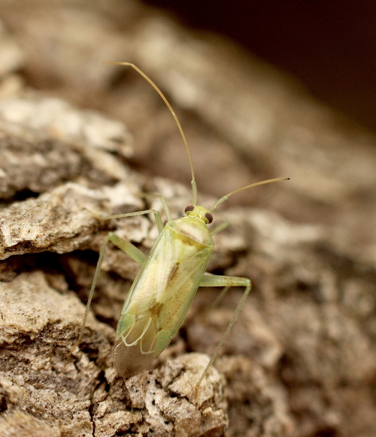 Plant bug - Family Miridae Attracted to UV light at night Australia,Geotagged,Springeamw plant bugs