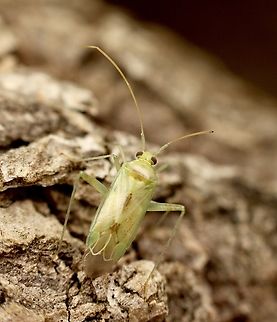 Plant bug - Family Miridae Attracted to UV light at night Australia,Geotagged,Springeamw plant bugs