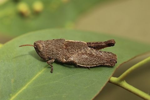 Mimetic Gumleaf Grasshopper