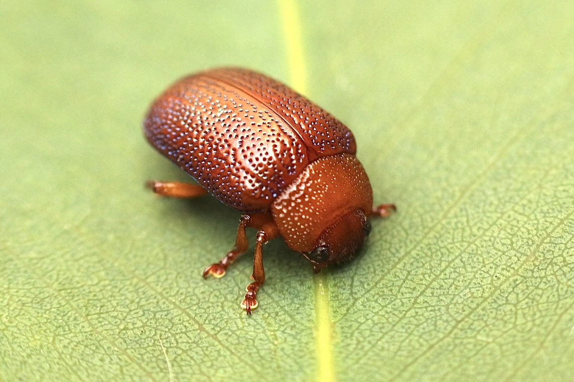 Acacia leaf beetle - Calomela ioptera  Australia,Calomela ioptera,Eamw beetles,Geotagged,Spring