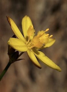 Yellow Autumn Lily - Tricoryne elatior  Australia,Eamw flora,Geotagged,Spring,Tricoryne elatior,Yellow Autumn Lily