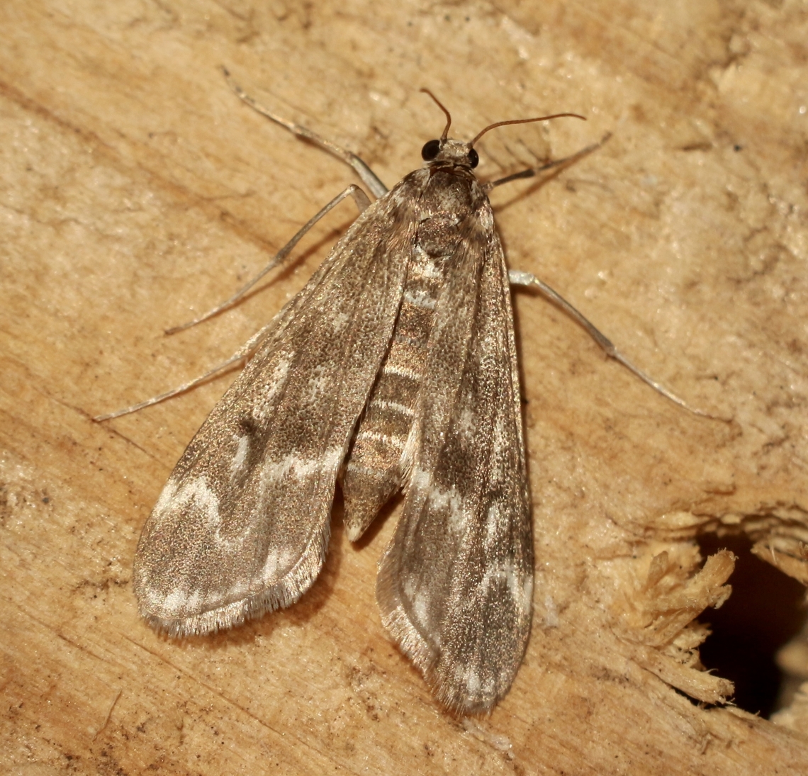 Pond moth - Hygraula nitens Attracted to UV light Australia,Eamw moth,Encounter Bay SA,Geotagged,Hygraula,Hygraula nitens,Spring