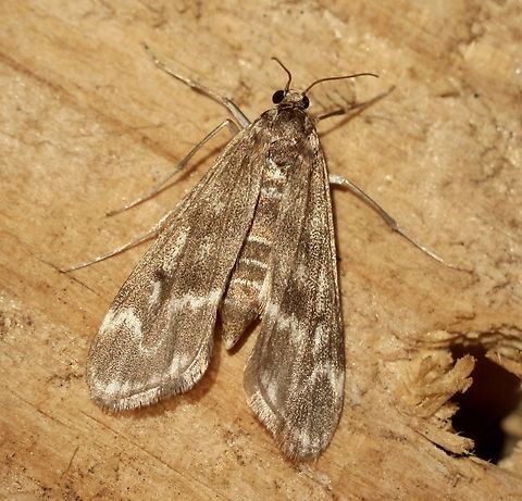 Pond moth - Hygraula nitens Attracted to UV light Australia,Eamw moth,Encounter Bay SA,Geotagged,Hygraula,Hygraula nitens,Spring
