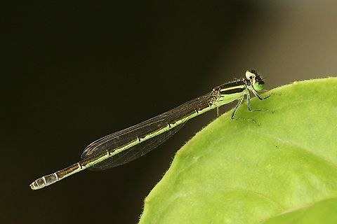 Golden Dartlet - Ischnura aurora Female of the species . Found very close to coastal area. Australia,Eamw dragonflies,Geotagged,Golden Dartlet,Ischnura aurora,Ischnura heterosticta,Summer