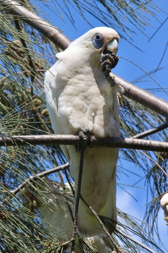 Little corella - Cacatua sanguinea Enjoying feeding on casuarina seed pods. Australia,Cacatua sanguinea,Eamw birds,Geotagged,Little corella,Summer
