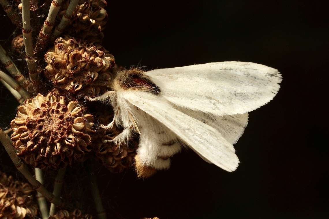 Long-tailed Bombyx - Trichiocercus sparshalli  Australia ew,Eamw moth,Encounter Bay SA,JAN 2023,Long-tailed Bombyx,SA AUST,Trichiocercus ew,Trichiocercus sparshalli