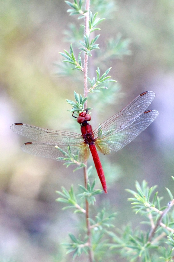 Scarlet Percher - Diplacodes haematodes Male scarlet percher resting. Australia,Diplacodes haematodes,Eamw dragonflies,Fall,Geotagged,Illaroo NSW,Scarlet Percher