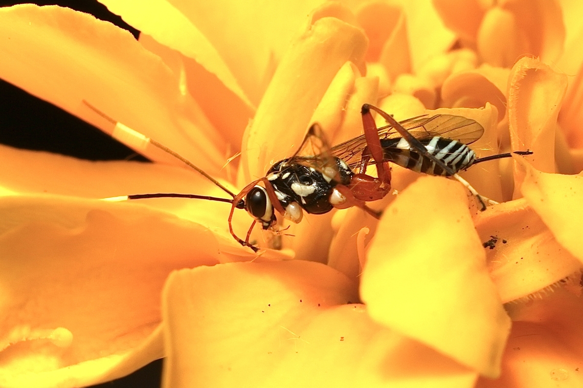 Ichneumon wasp - Glabridorsum stokesii Approximately total length 12 mm ( excluding the antennae) Australia,Eamw wasps,Geotagged,Glabridorsum stokesii,Summer