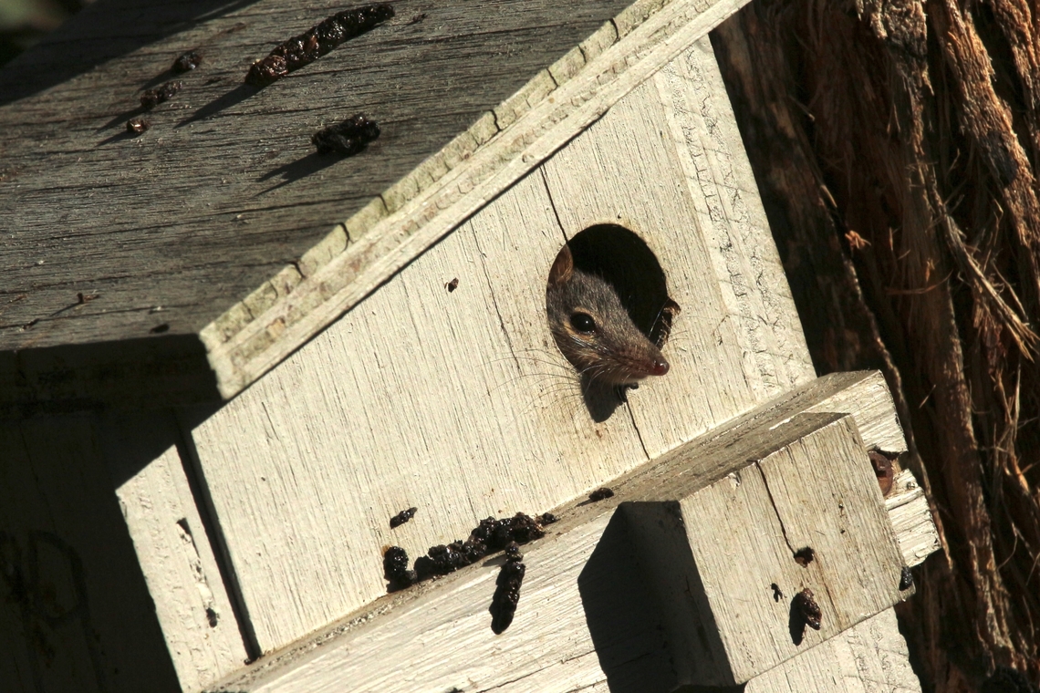 Yellow-footed antechinus - Antechinus flavipes This antechinus using a nest box provided by <a href="http://faunature.com.au/" rel="nofollow">http://faunature.com.au/</a> . <br />
I noticed the box and was very happy to see the little one checking on me when I walked past. Antechinus flavipes,Australia,Geotagged,Summer,Yellow-footed antechinus Eamw marsupials