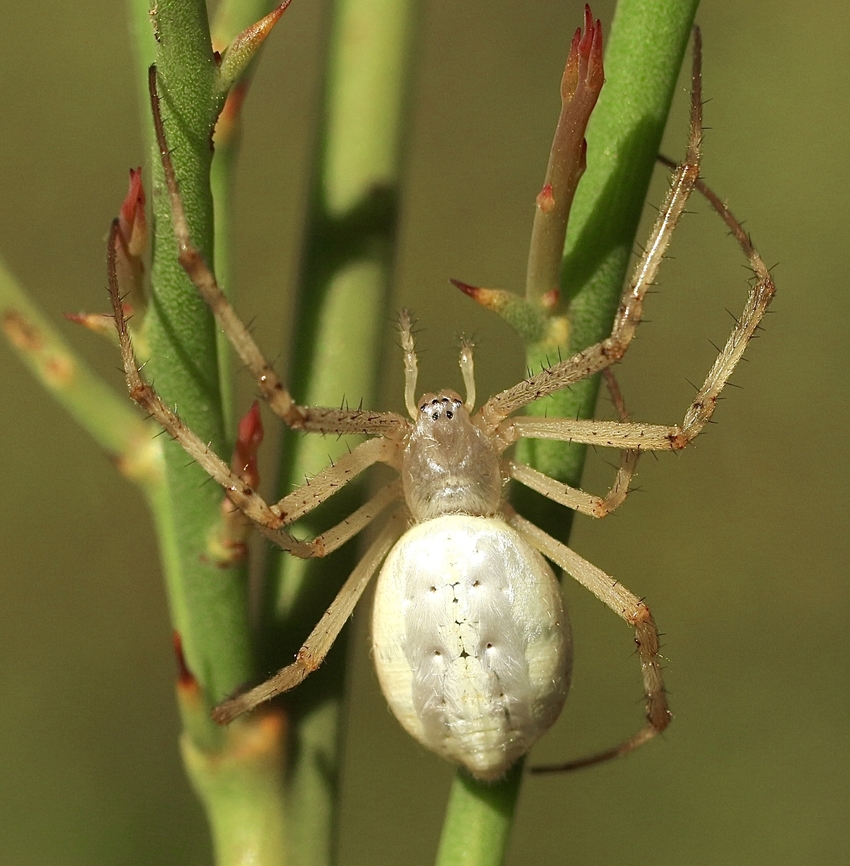 Long tailed orb-weaving spider - Argiope protensa  Argiope protensa,Australia,Eamw spiders,Eamw spiders Orbweavers,Geotagged,Longtailed orb-weaving spider,Summer
