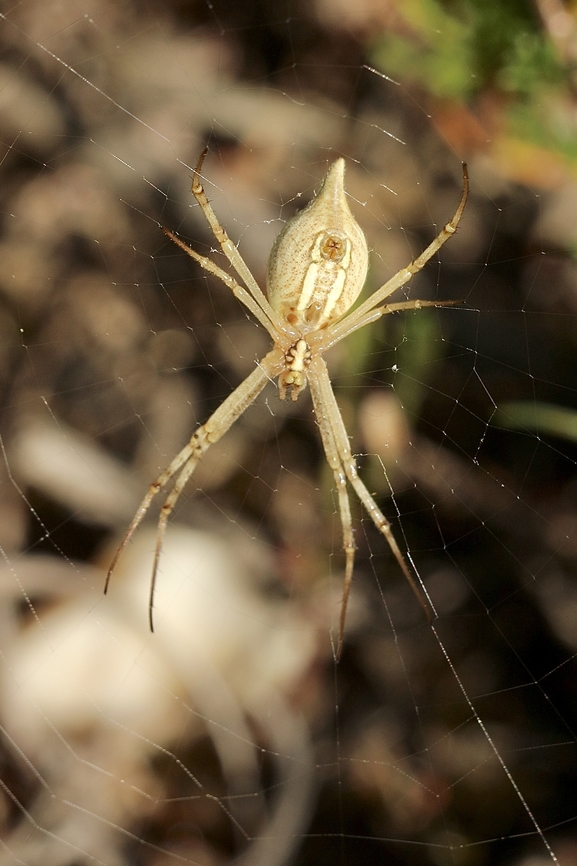 Longtailed orb-weaving spider - Argiope protensa Underside of spider . Argiope protensa,Eamw spiders,Longtailed orb-weaving spider