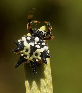 Jewel spider - Austracantha minax  Austracantha minax,Australia,Eamw spiders,Geotagged,Jewel spider,Summer