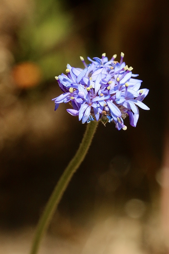 Blue Pincushion - Brunonia australis  Australia,Blue Pincushion,Brunonia australis,Eamw flora,Geotagged,Summer