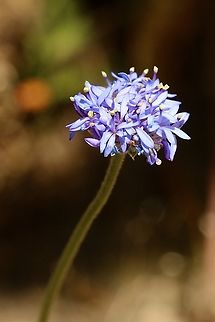 Blue Pincushion - Brunonia australis  Australia,Blue Pincushion,Brunonia australis,Eamw flora,Geotagged,Summer