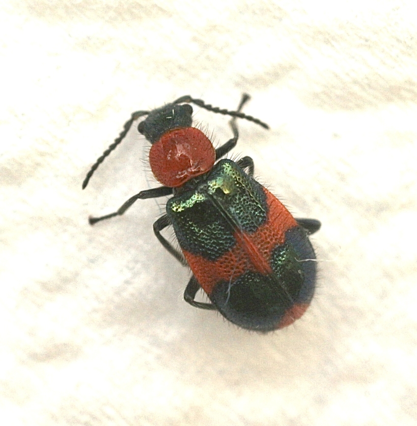 Red and Blue Beetle - Dicranolaius bellulus It is a very small beetle ( 2.5 mm at most) Australia,Dicranolaius bellulus,Eamw beetles,Encounter Bay SA,Geotagged,Red and Blue Beetle,Summer
