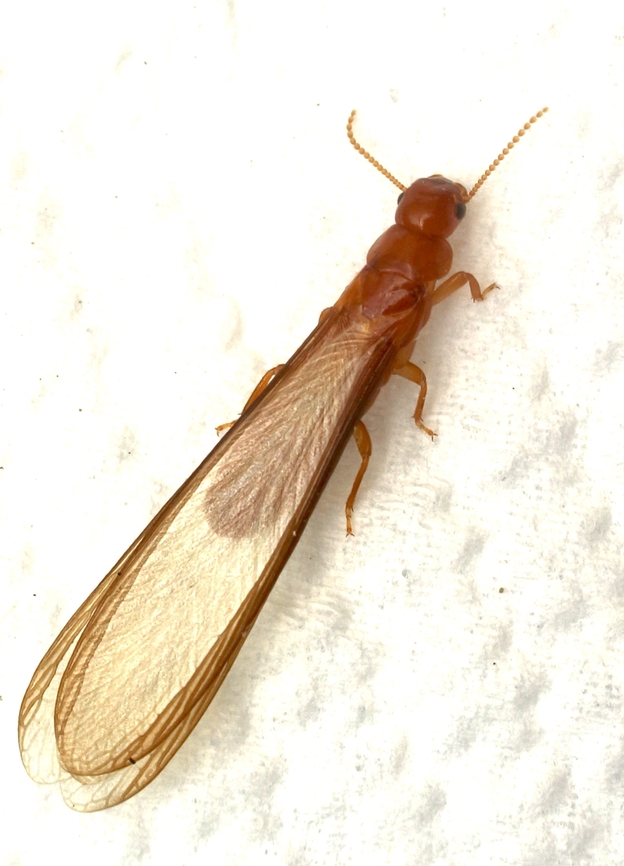 Termitidae (Winged stage) Winged termites will loose their wings after mating. This one attracted to UV light. Australia,Geotagged,Summer,eamw ants+termites
