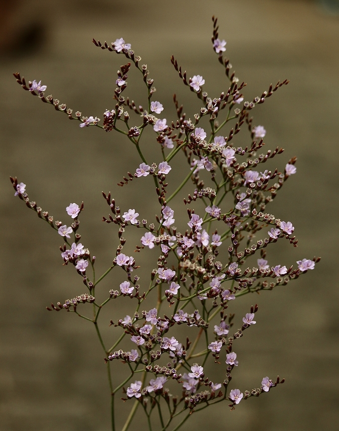 Sea lavender - Limonium companyonis  Australia,Eamw flora,Geotagged,Limonium companyonis,Summer