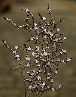 Sea lavender - Limonium companyonis  Australia,Eamw flora,Geotagged,Limonium companyonis,Summer