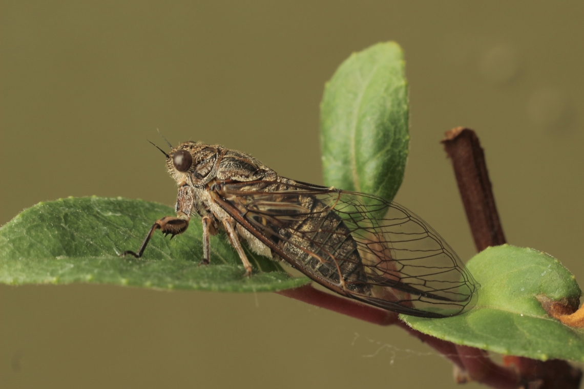 Dune Ticker Cicada -Physeema labyrinthica Including wings about 20 mm<br />
Identification from INaturalist. Australia,Dune Ticker Cicada,Eamw cicadas,Geotagged,Physeema labyrinthica,Silver Princess,Summer,Yoyetta celis