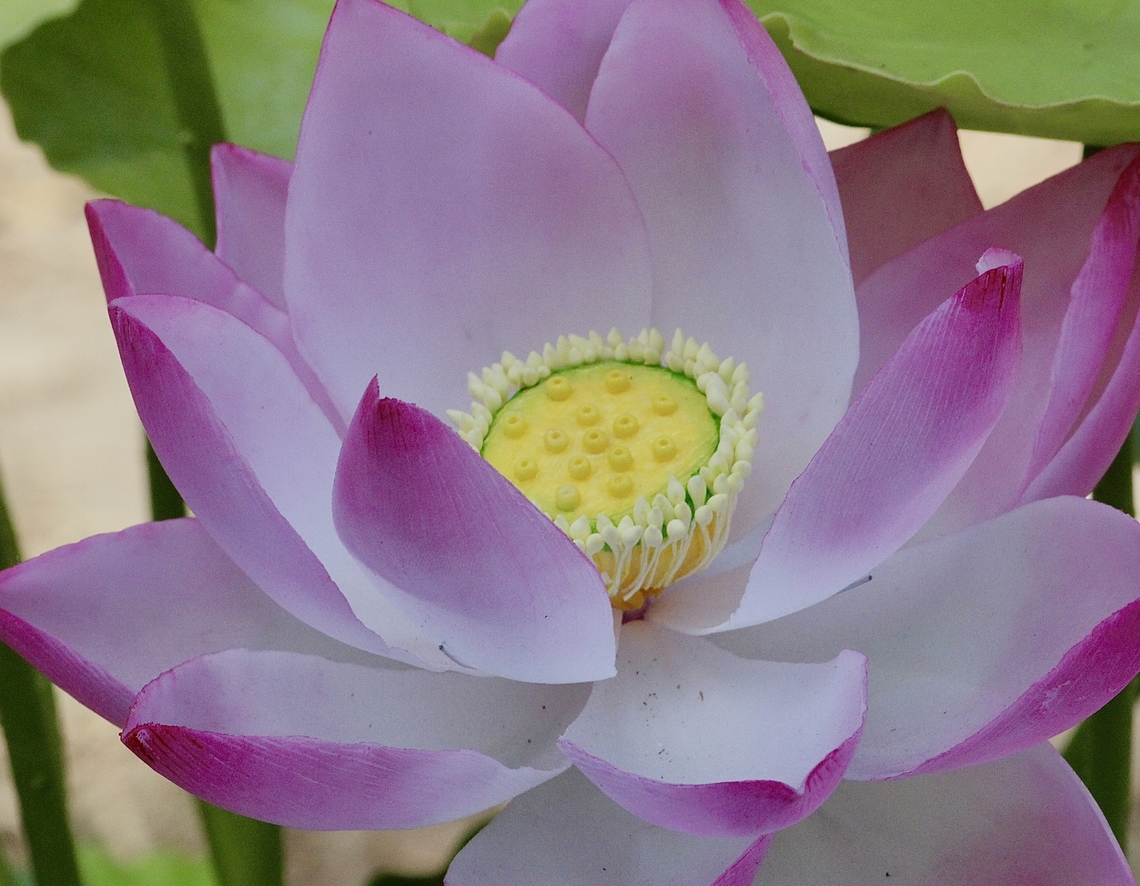 Sacred Lotus - Nelumbo nucifera,  Eamw flora,Geotagged,Nelumbo nucifera,Vietnam,Winter