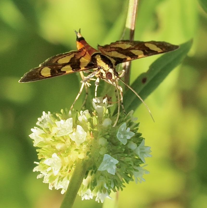 Red Waisted Florella Moth - Syngamia florella  Eamw moth,Geotagged,Red Waisted Florella Moth,Summer,Syngamia ew,Syngamia florella,United States