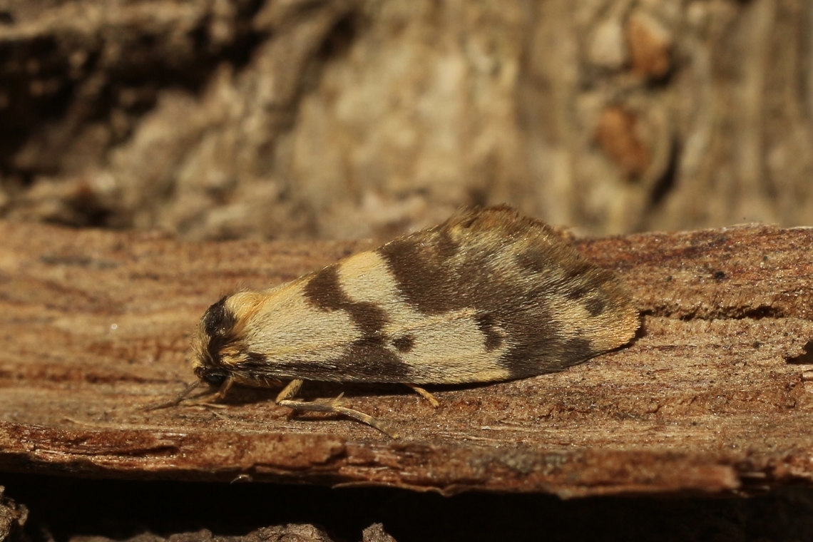 Clouded Footman - Anestia ombrophanes  Anestia ombrophanes,Australia,Clouded Footman,Eamw moth,Encounter Bay SA,Geotagged,Hygraula,Summer