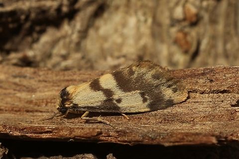 Clouded Footman - Anestia ombrophanes  Anestia ombrophanes,Australia,Clouded Footman,Eamw moth,Encounter Bay SA,Geotagged,Hygraula,Summer