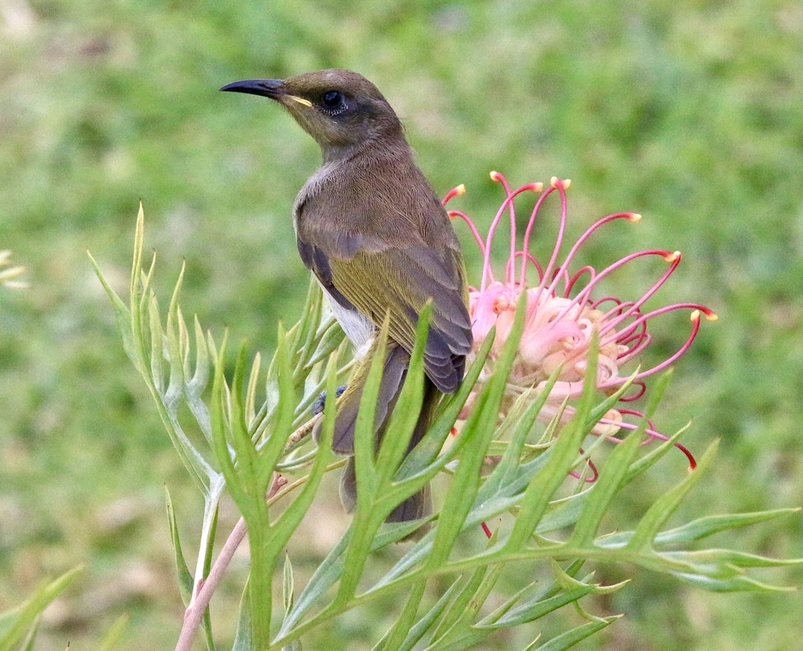 Brown Honeyeater- Lichmera instincta Feeding on Grevillea flowers. Looks like a juvenile bird. Australia,Brown Honeyeater,Eamw honeyeaters,Geotagged,Lichmera indistincta,Summer,eamw birds