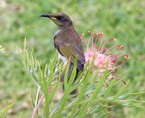 Brown Honeyeater- Lichmera instincta Feeding on Grevillea flowers. Looks like a juvenile bird. Australia,Brown Honeyeater,Eamw honeyeaters,Geotagged,Lichmera indistincta,Summer,eamw birds