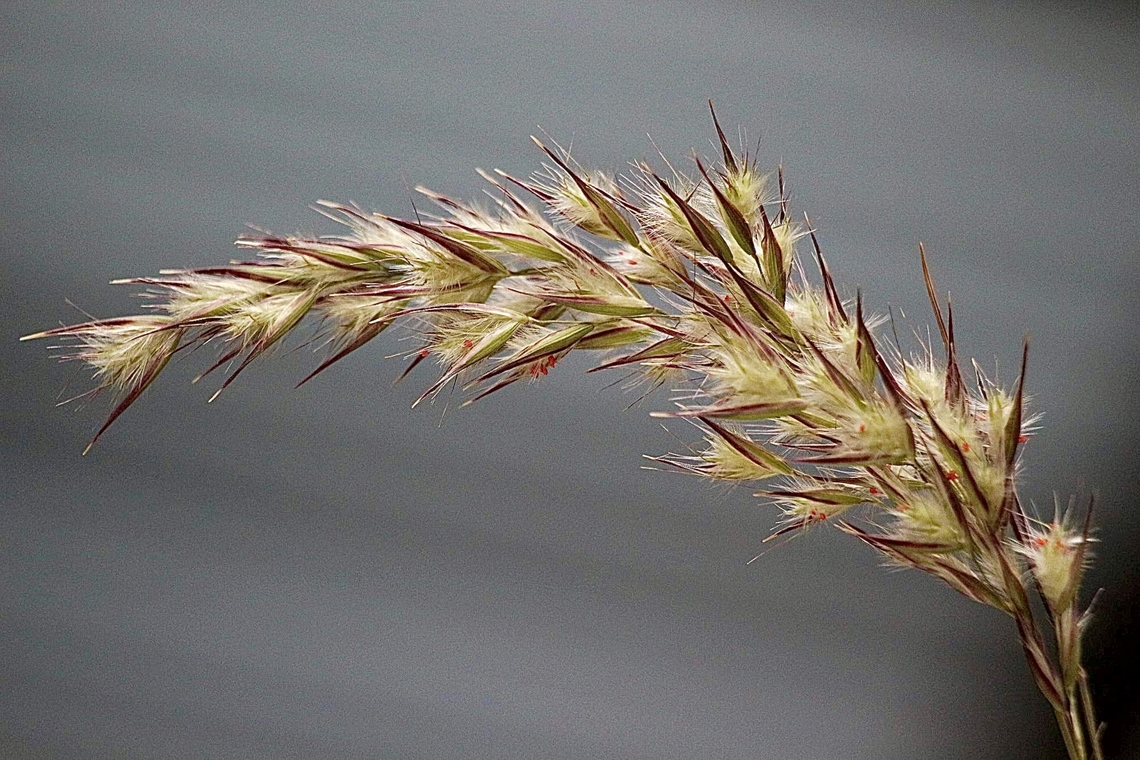 Unidentified grass- Family Poaceae  Australia,Eamw grasses,Geotagged