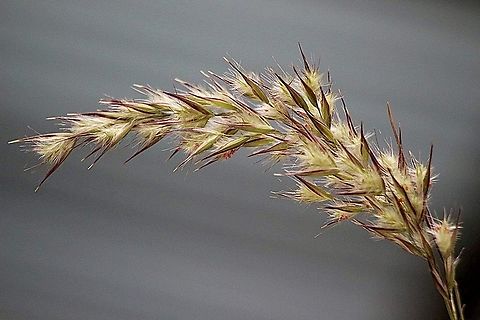Unidentified grass- Family Poaceae  Australia,Eamw grasses,Geotagged