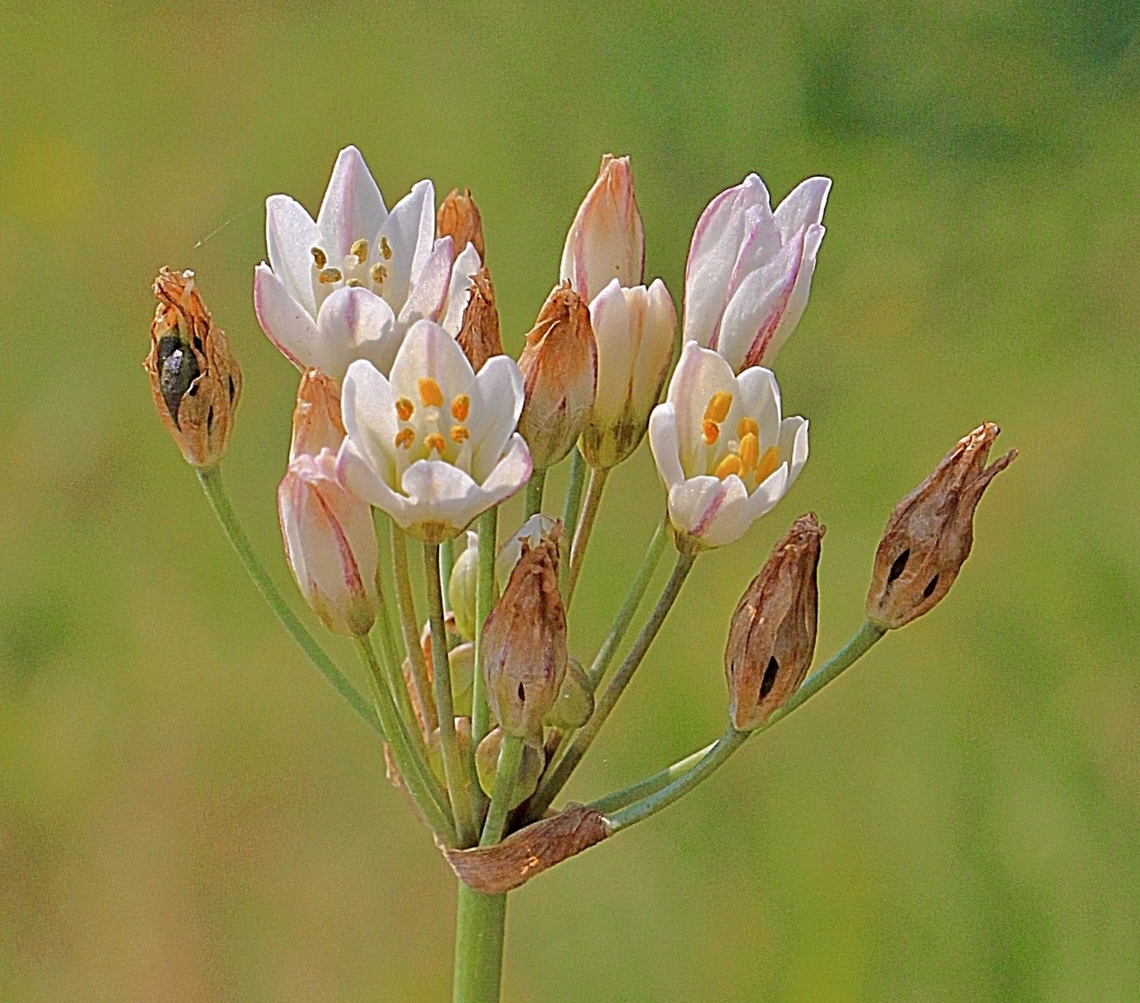 Honey bells - Nothoscordum &times; borbonicum An introduced species  Australia,Geotagged,Nothoscordum &times; borbonicum,Spring,eamw introduced