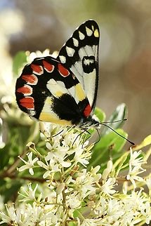 Red - spotted Jezebel - Delias aganippe Australia,Delias aganippe,Eamw butterflies,Geotagged,Red-spotted Jezebel,Summer