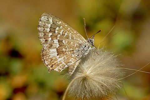 Saltbush Blue - Theclinesthes serpentata  Australia,Geotagged,Saltbush Blue,Summer,Theclinesthes serpentata,eamw butterflies