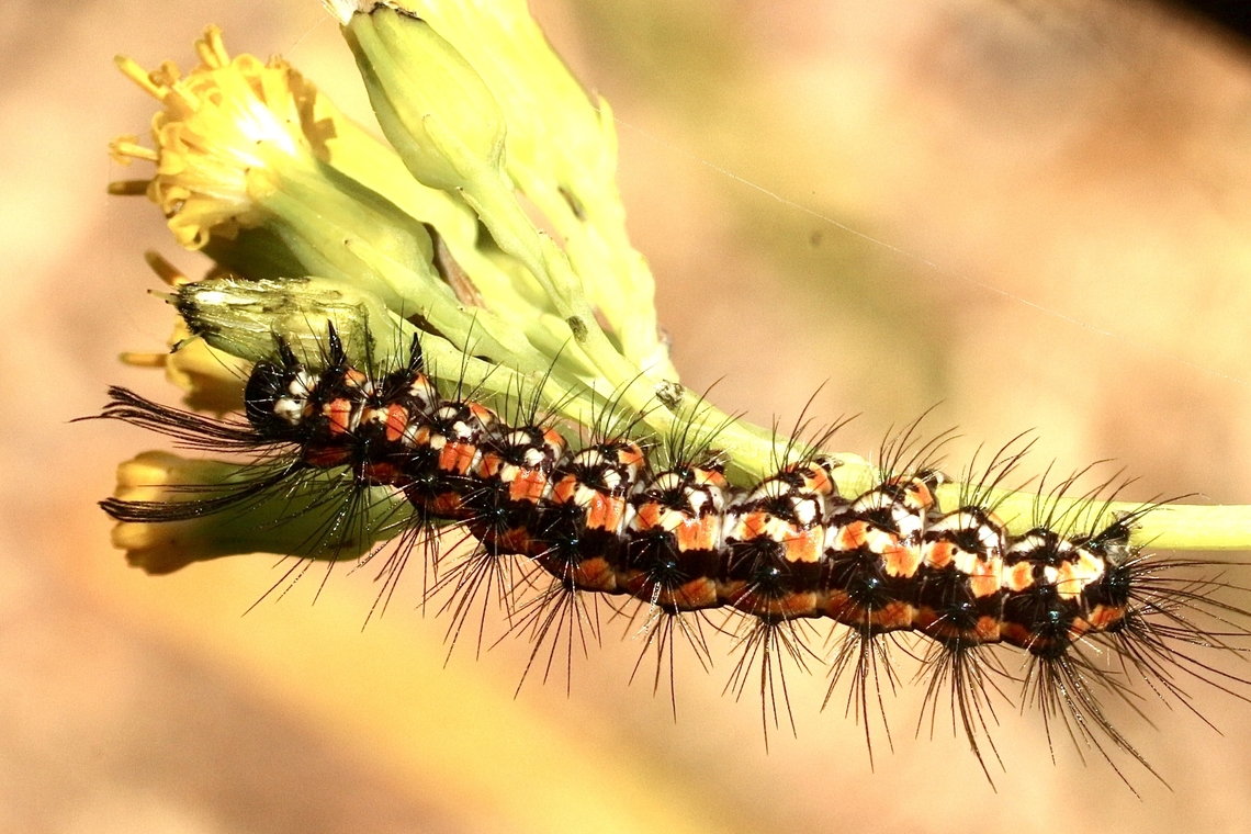 Magpie moth caterpillar - Nyctemera amicus Feeding onSenecio plant. Australia,Eamw moth,Geotagged,Nyctemera,Nyctemera amicus,Summer