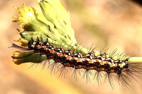 Magpie moth caterpillar - Nyctemera amicus Feeding onSenecio plant. Australia,Eamw moth,Geotagged,Nyctemera,Nyctemera amicus,Summer
