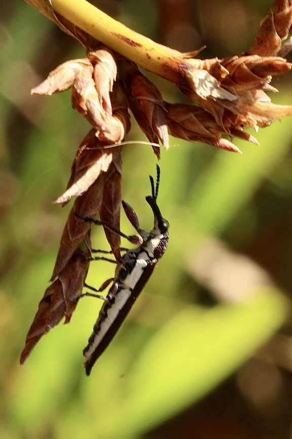 Belid Weevil - Rhinotia suturalis  Australia,Eamw weevils,Geotagged,Newland head conservation park SA,Rhinotia suturalis,Summer,United States