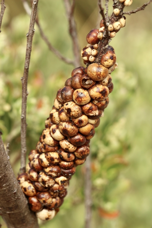 Wattle Tick Scale - Cryptes baccatus  Australia,Cryptes baccatus,Eamw scale insects,Geotagged,Summer,Wattle Tick Scale