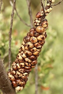 Wattle Tick Scale - Cryptes baccatus  Australia,Cryptes baccatus,Eamw scale insects,Geotagged,Summer,Wattle Tick Scale