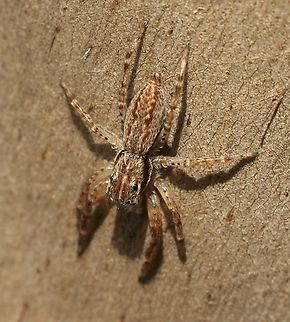 Aussie Bronze Jumping Spider - Helpis minitabunda  Aussie Bronze Jumping Spider,Australia,Eamw spiders,Geotagged,Helpis minitabunda,Summer