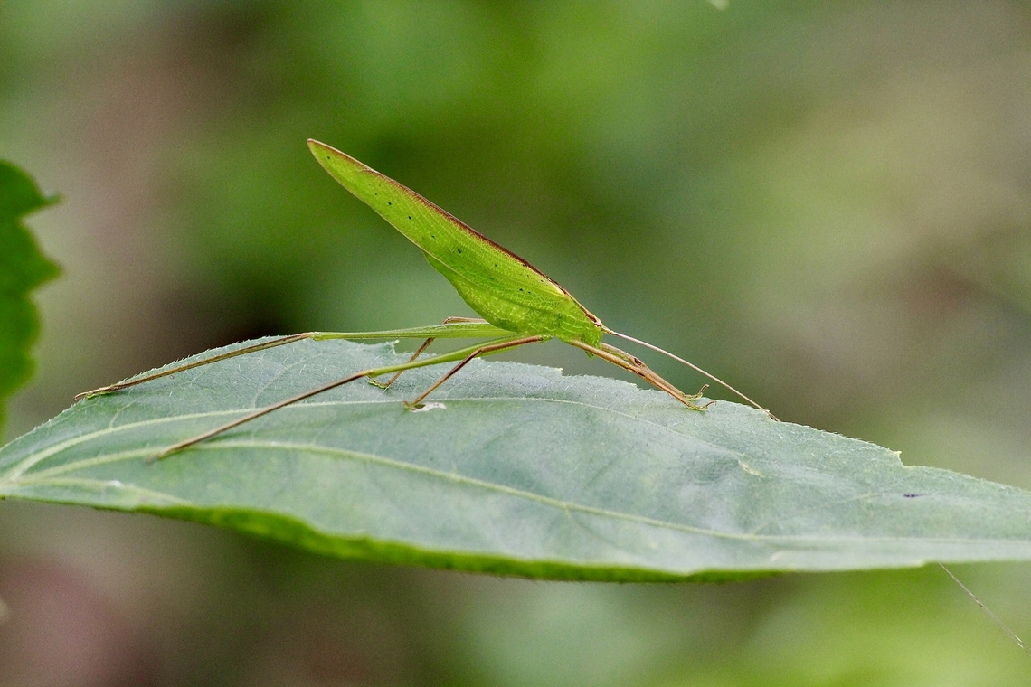 Genus - Ducetia  Australia,Eamw katydid,Geotagged