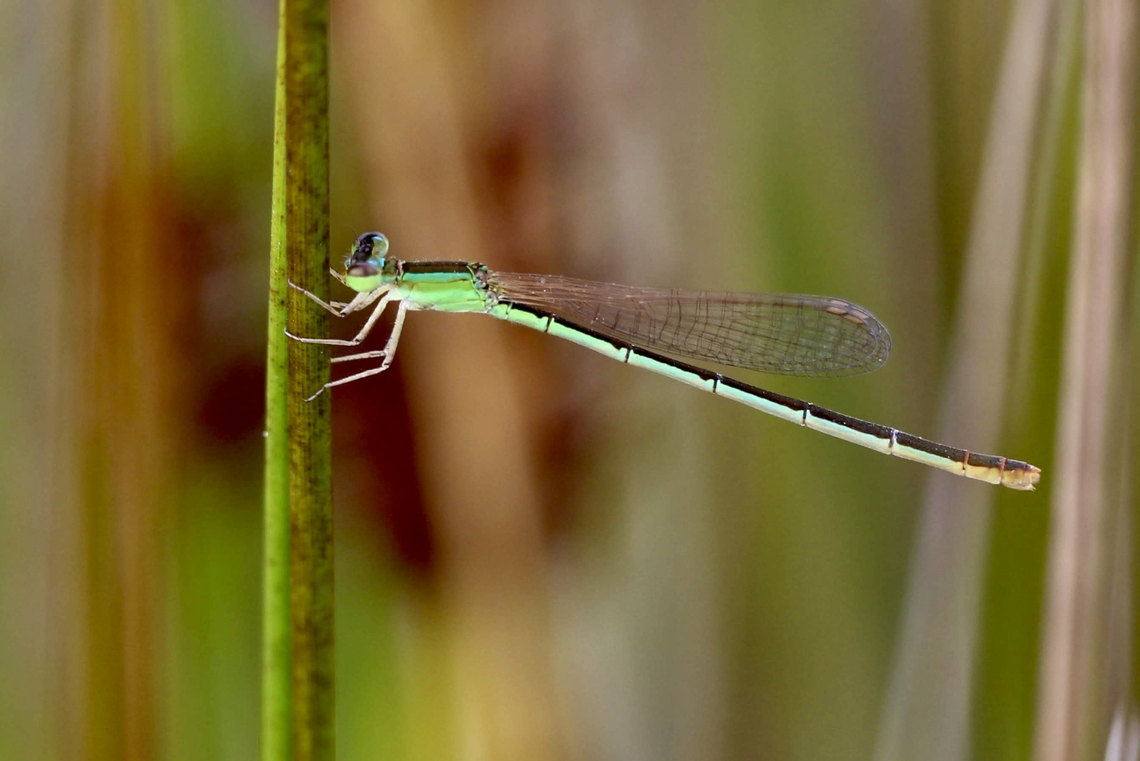 GoldenDartlet - Ischnura aurora  Australia,Eamw dragonflies,Geotagged,Golden Dartlet,Ischnura aurora,Summer