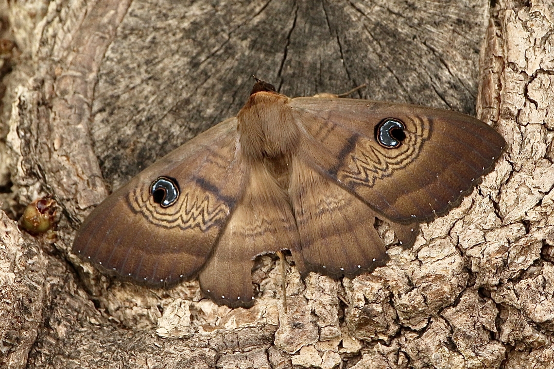Southern Moon Moth - Dasypodia selenophora  Australia,Dasypodia,Dasypodia selenophora,Encounter Bay SA,Geotagged,Southern Old Lady Moth,Summer,eamw moth