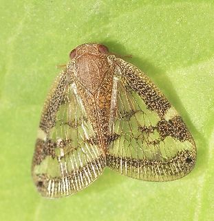 Passionvine hopper- Scolypopa australis  Australia,Encounter Bay SA,Geotagged,Passionvine hopper,Scolypopa australis,Summer,eamw planthoppers