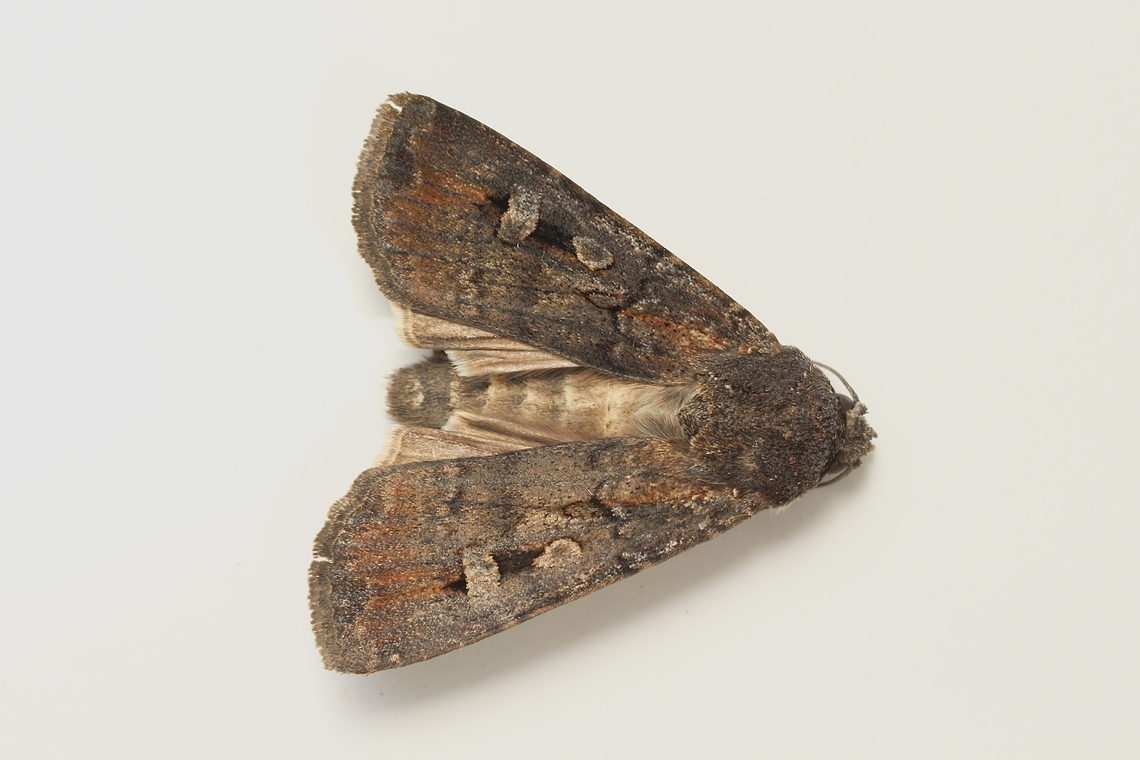 Bugong moth - Agrotis infusa Bogong moth facts<br />
Common name: Bogong moth<br />
Aboriginal name: The name Bogong is apparently derived from the language of the Dhudhuroa Nation of North Eastern Victoria.<br />
Scientific name: Agrotis infusa<br />
Population: Declining<br />
Conservation status: Endangered <br />
I&rsquo;d with help from INaturalist&rsquo;s  Agrotis ew,Agrotis infusa,Australia,Bogong moth,Eamw moth,Encounter Bay,Encounter Bay SA,Geotagged,Summer