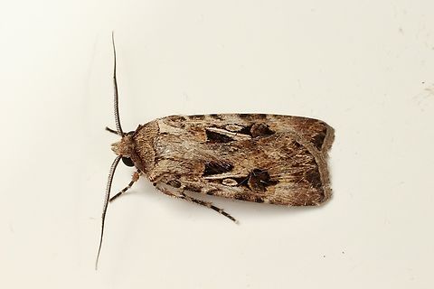 Brown cutworm - Agrotis munda https://www.iucnredlist.org/species/190513532/196183274 Agrotis ew,Agrotis munda,Brown Cutworm,Geotagged,Summer,eamw moth,moth