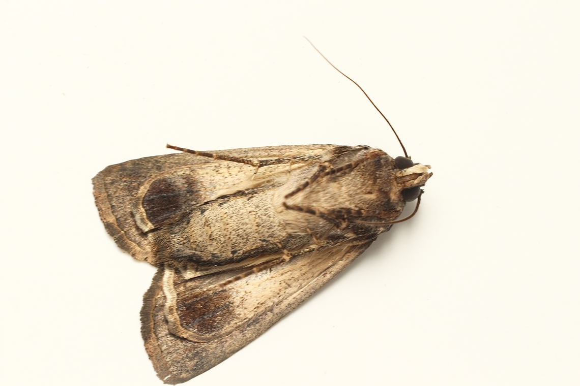 Bogong moth -Agrotis infusa Underside <br />
<br />
<a href="https://www.iucnredlist.org/species/190513532/196183274" rel="nofollow">https://www.iucnredlist.org/species/190513532/196183274</a> Agrotis ew,Agrotis infusa,Australia,Bogong moth,Encounter Bay SA,Geotagged,Summer,eamw moth