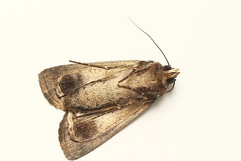 Bogong moth -Agrotis infusa Underside 

https://www.iucnredlist.org/species/190513532/196183274 Agrotis ew,Agrotis infusa,Australia,Bogong moth,Encounter Bay SA,Geotagged,Summer,eamw moth